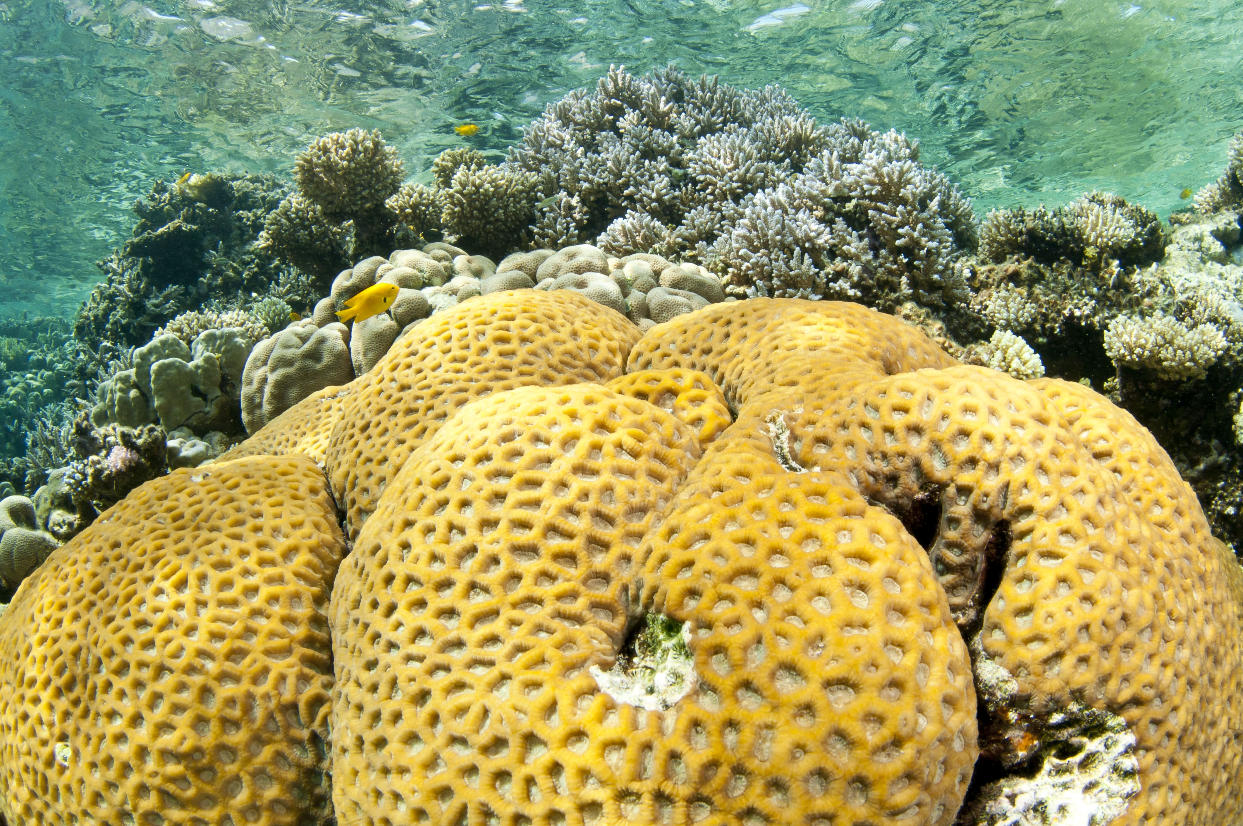 Coral Reef in Koh Samui